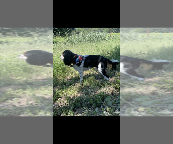 Medium Photo #1 Cavalier King Charles Spaniel Puppy For Sale in BROWNWOOD, TX, USA