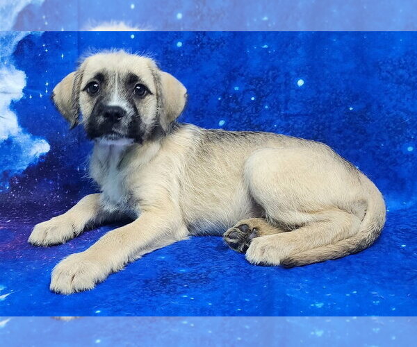 Medium Photo #2 Labrador Retriever-Unknown Mix Puppy For Sale in Wetumpka, AL, USA