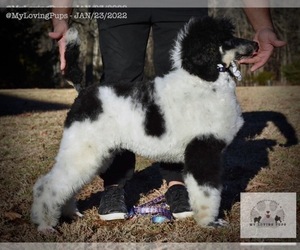 Poodle (Standard) Puppy for Sale in MARIONVILLE, Missouri USA