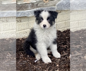Australian Shepherd Dog for Adoption in LODA, Illinois USA