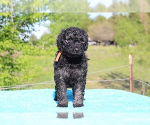 Goldendoodle Puppy for sale in UNION CITY, TN, USA