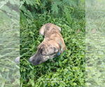 Small #8 Mutt