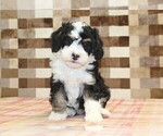 Small #6 Bernedoodle (Miniature)