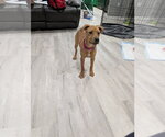 Small #2 Labrador Retriever Mix