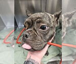 Small #6 French Bulldog