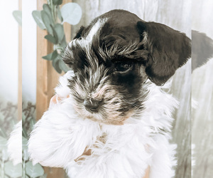 Schnauzer (Miniature) Puppy for Sale in CHENEY, Washington USA