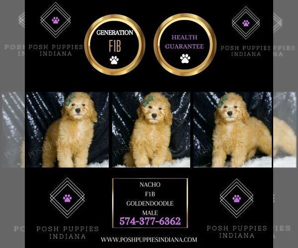 Medium Photo #6 Goldendoodle (Miniature) Puppy For Sale in WARSAW, IN, USA