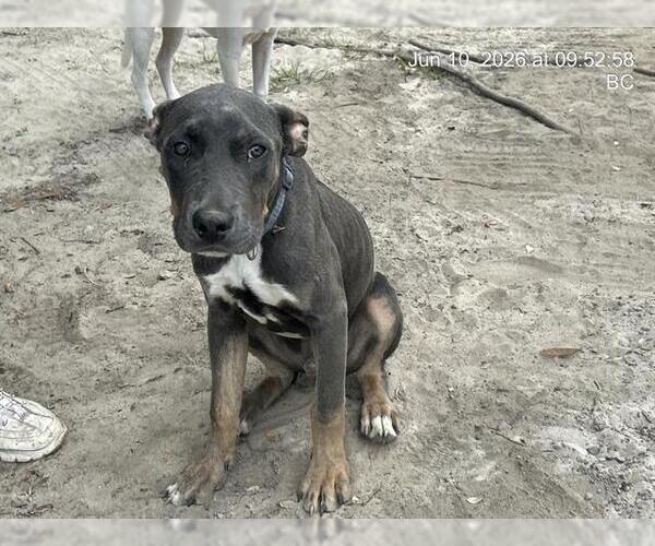 Medium Photo #1 American Pit Bull Terrier Puppy For Sale in Ocala, FL, USA