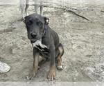 Small American Pit Bull Terrier