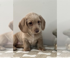 Dachshund Puppy for sale in BEECH GROVE, IN, USA