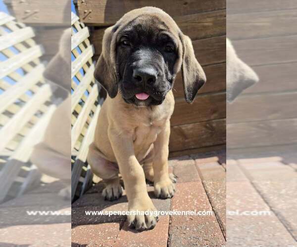 Medium Photo #10 Mastiff Puppy For Sale in CABOOL, MO, USA