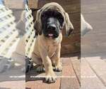 Daisy - Female Mastiff Puppy for Sale - Photo #10