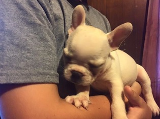 French Bulldog Puppy for sale in CARTHAGE, MO, USA