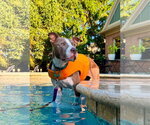 Small American Pit Bull Terrier Mix