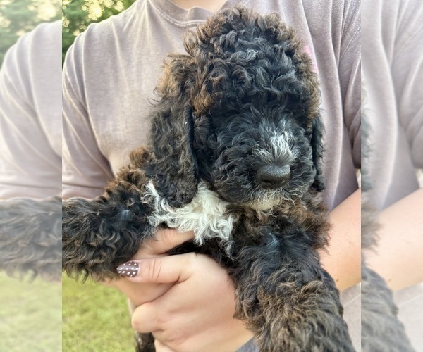 Medium Photo #2 Bernedoodle Puppy For Sale in MOULTON, AL, USA