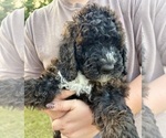 Small #1 Bernedoodle