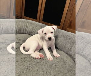 American Pit Bull Terrier Dogs for adoption in St. Louis Park, MN, USA
