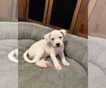 Small American Pit Bull Terrier