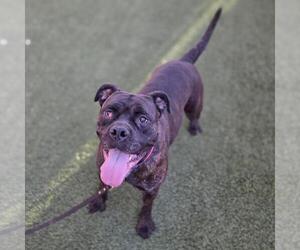 Mastiff-Unknown Mix Dogs for adoption in Las Vegas, NV, USA