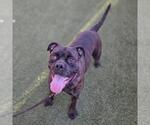 Small Mastiff Mix