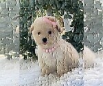 Small #6 Poodle (Toy)
