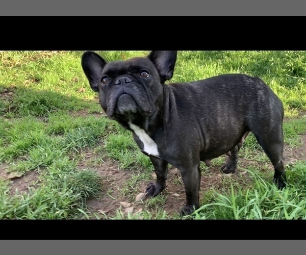 Medium Photo #1 French Bulldog Puppy For Sale in SACRAMENTO, CA, USA