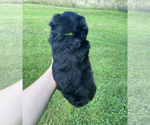 Small #3 Aussiedoodle