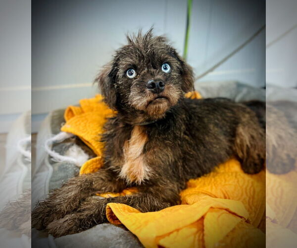 Medium Photo #3 Pug-Unknown Mix Puppy For Sale in Pacolet, SC, USA