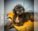 Small #2 Pug Mix