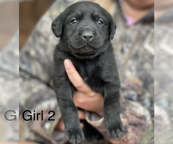 Medium Photo #1 Labrador Retriever Puppy For Sale in JACKSONVILLE, GA, USA