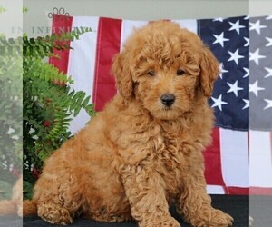 Goldendoodle (Miniature) Puppy for sale in NARVON, PA, USA