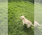 Puppy Navy Labrador Retriever