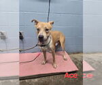 Small #2 American Pit Bull Terrier-Huskies  Mix