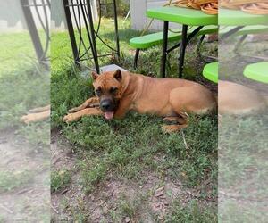 Cane Corso Puppy for sale in CAMBY, IN, USA