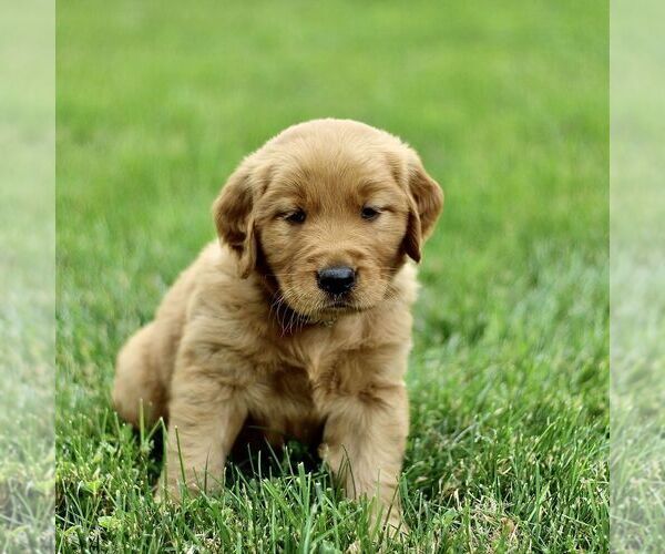 Medium Photo #1 Golden Retriever Puppy For Sale in KINZERS, PA, USA