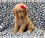 Small Photo #10 Goldendoodle (Miniature) Puppy For Sale in LAKELAND, FL, USA