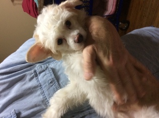Chinese Crested Puppy for sale in BINGHAMTON, NY, USA
