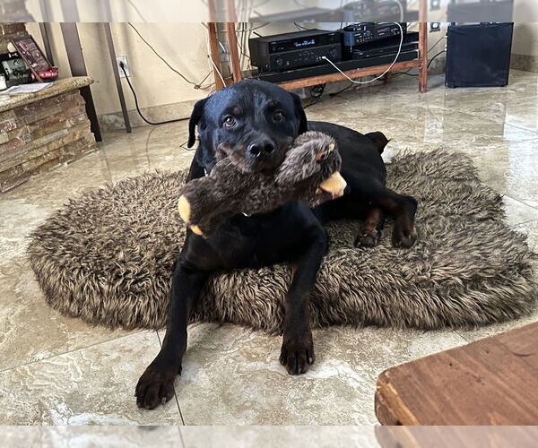 Medium Photo #4  Puppy For Sale in , 