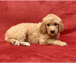 Goldendoodle Puppy for sale in CLARKSVILLE, TN, USA