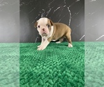 Small Photo #88 Boston Terrier Puppy For Sale in TULARE, CA, USA