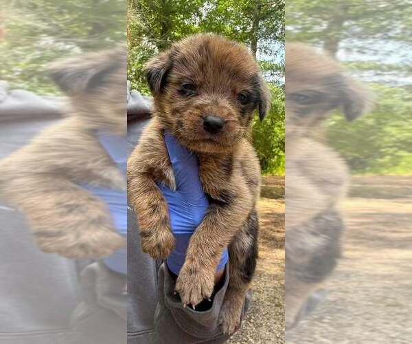 Medium Photo #1 Australian Shepherd-Unknown Mix Puppy For Sale in New York, NY, USA