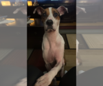 Small #4 Boxer Mix
