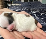 Small #1 Mal-Shi