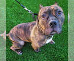 Small #9 American Staffordshire Terrier-Bulldog Mix