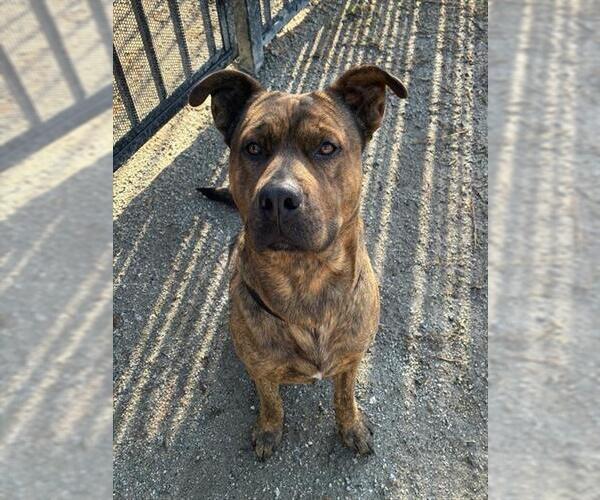 Medium Photo #2 Mutt Puppy For Sale in Riverside, CA, USA