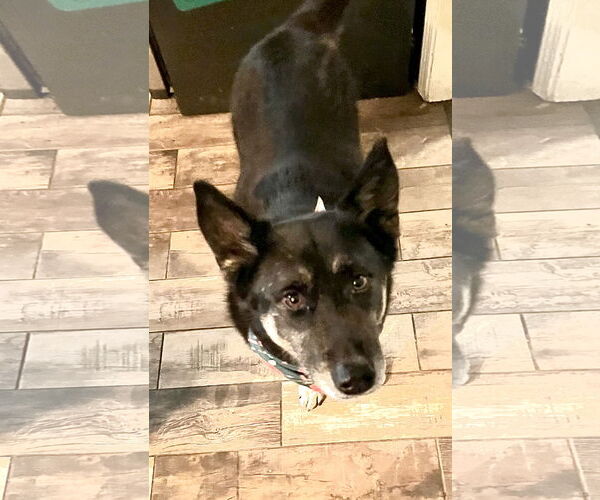 Medium Photo #3 German Shepherd Dog-Siberian Husky Mix Puppy For Sale in Mobile, AL, USA