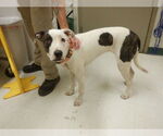 Small Photo #2  Puppy For Sale in , 