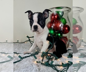 Boston Terrier Puppy for sale in GREENFIELD, IN, USA