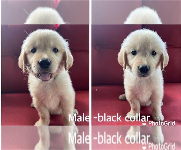 Medium Photo #1 Golden Retriever Puppy For Sale in NASHVILLE, NC, USA