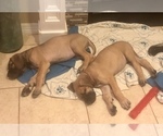 Small Photo #6 Great Dane Puppy For Sale in NEDERLAND, TX, USA